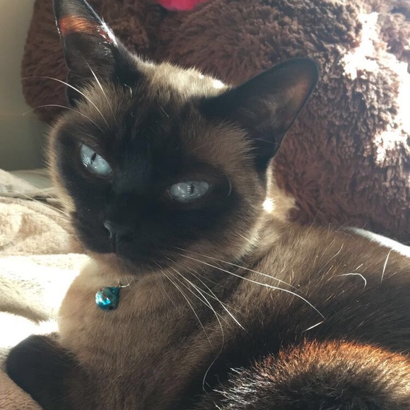 Welcome to my Posh 💗🌈 - Picture 4 of 7